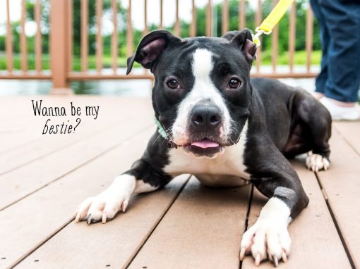 Petunia ~ Flower Power! URGENT FOSTER NEEDED