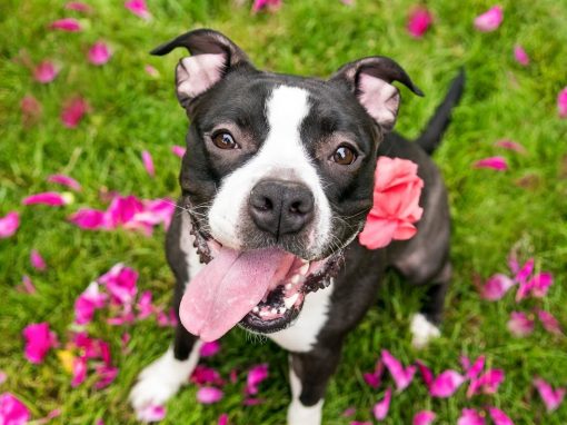 Petunia ~ Flower Power! URGENT FOSTER NEEDED