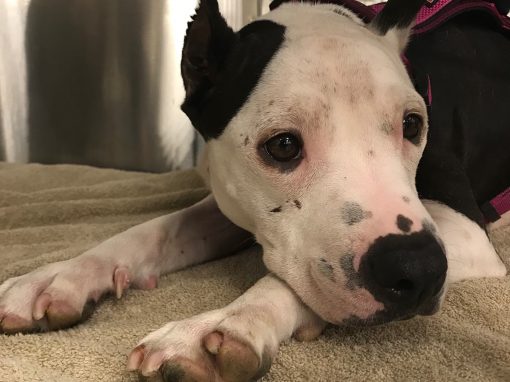 Anna ~ Pretty Little Lady! FOSTER NEEDED!