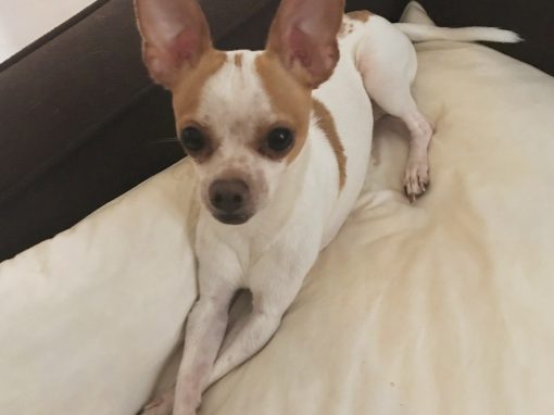 Bruiser ~ Little lover!