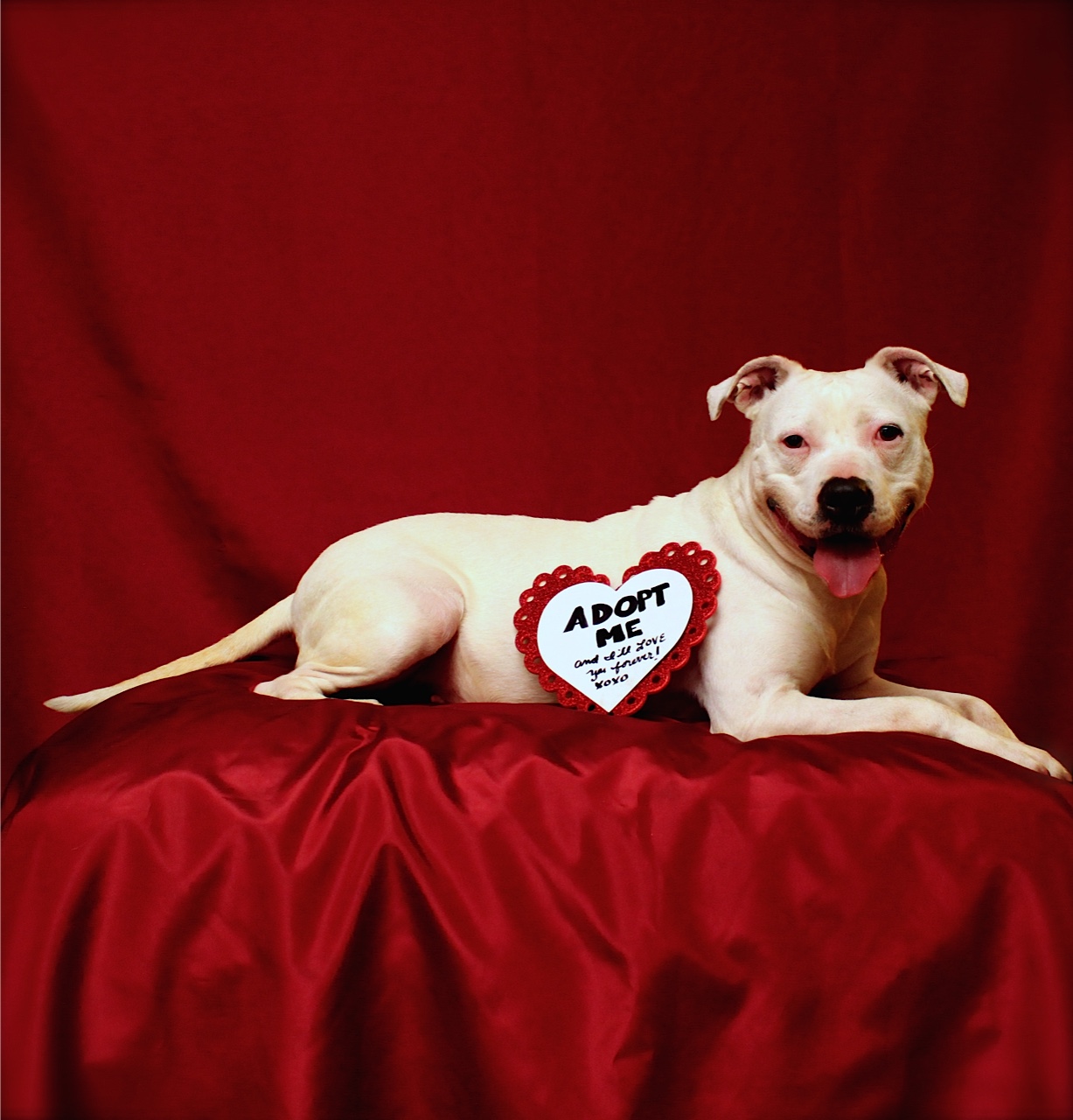 petco-adoption-events-rescue-haven-foundation
