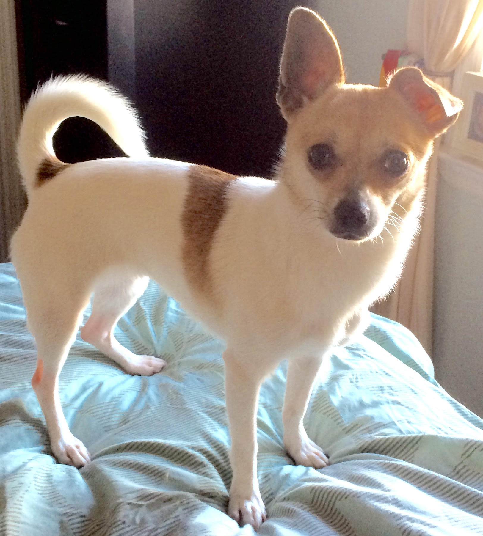 Daisy ~ A Pocketful of Sunshine!