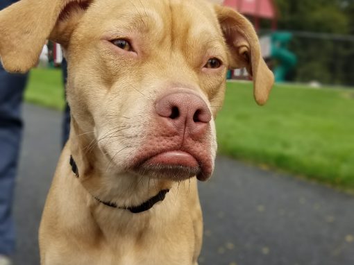 Finn ~ Mellow Mush!