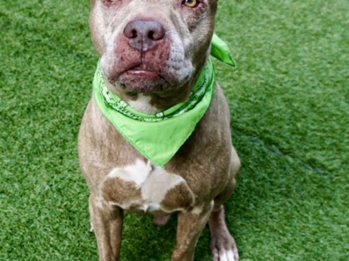 Butters ~ Sweet as Pie! FOSTER NEEDED!