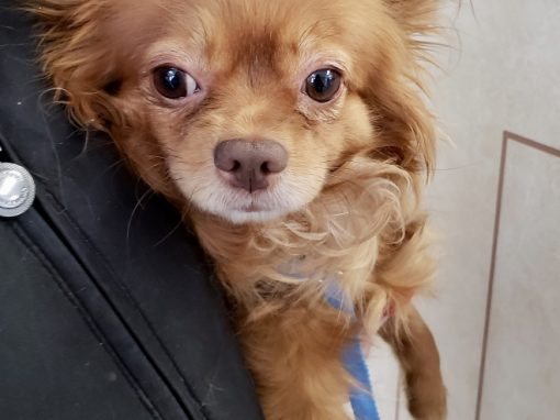 Roxy ~ Sassy Lady!