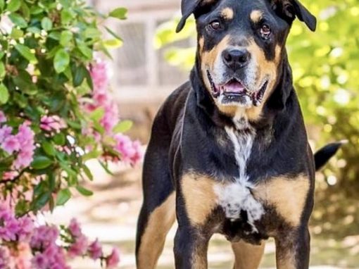 Sweetie ~ If the name fits…