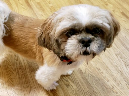 Coco